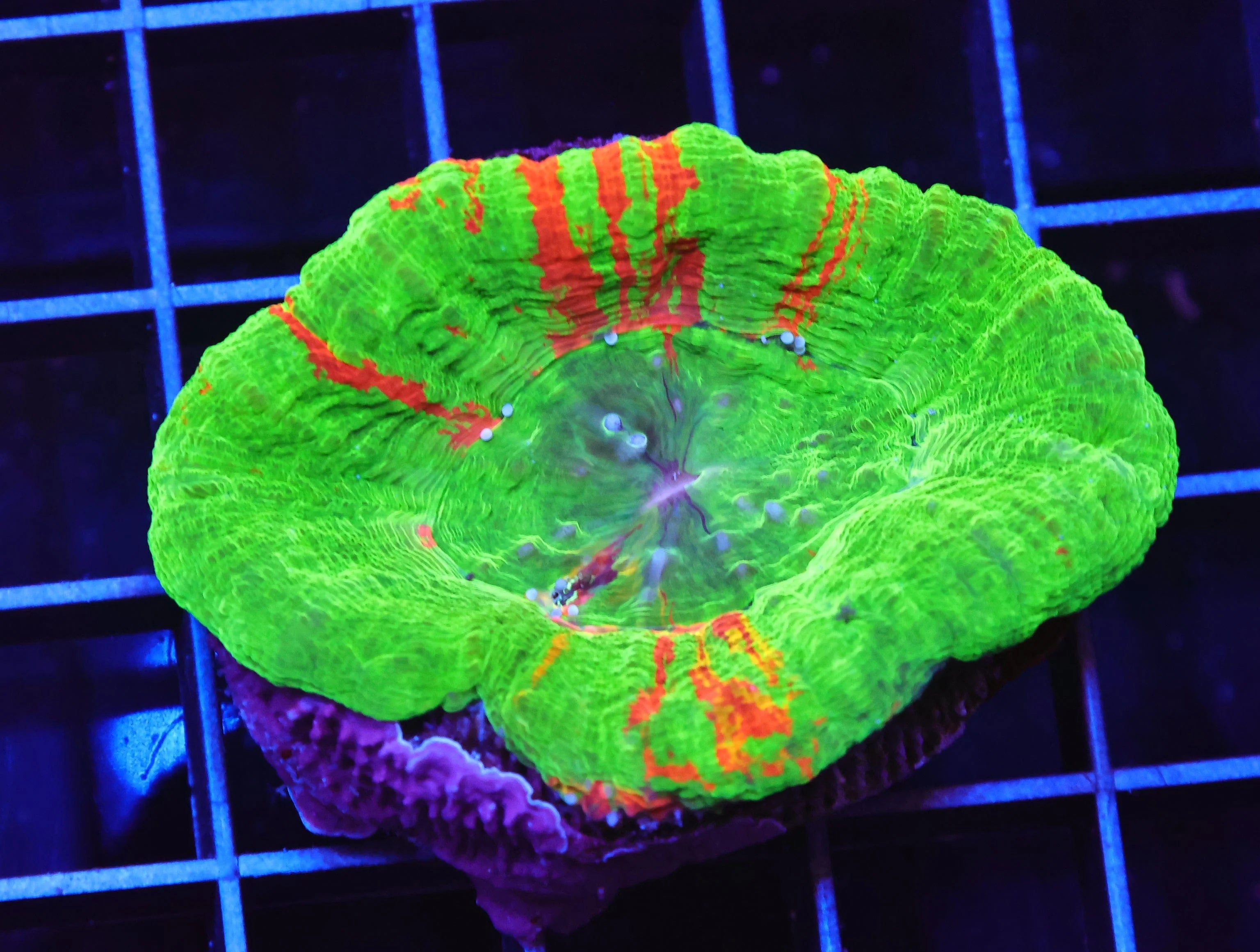 Aussie Bleeding Apple Scolymia australis – The Coral Curator LLC
