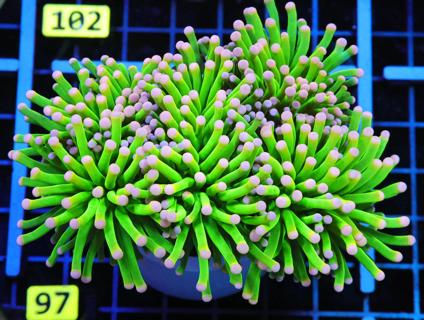 Malaysian Cotton Candy Torch (5-Head Colony)