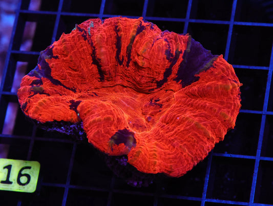 Aussie Deadpool Scolymia australis