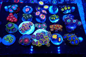 Ultra Zoanthid Frag Pack (5 Pack)