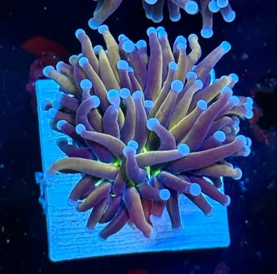 Malaysian Ultimate 24K Torch