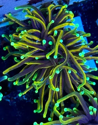 Indo Orange Peel Torch