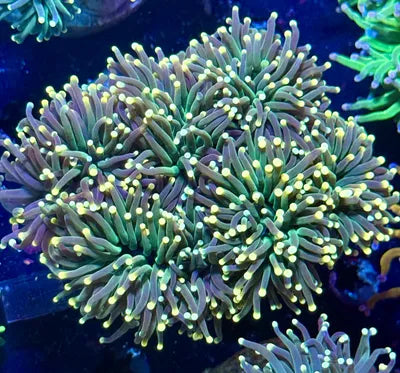 Indo Colored Torch Colony