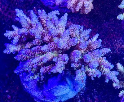Indo Acro Colony