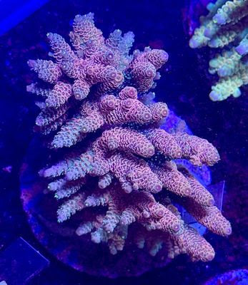 Indo Acro Colony