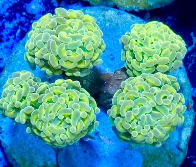 Indo Banana Hologram Branch Hammer Colony