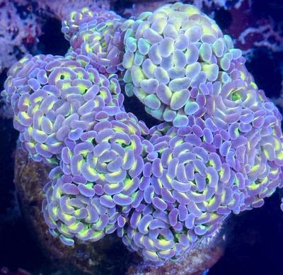 Indo Hologram Branch Hammer Colony